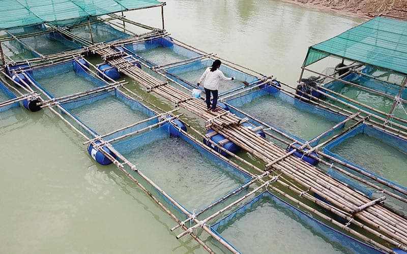 Fish farm